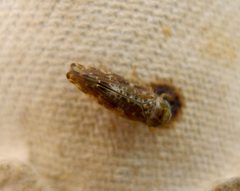 Cicadellidae. Probably Allygus mixtus - Flickr - gailhampshire by gailhampshire from Cradley, Malvern, U.K. Used under a CC BY 2.0 license.
