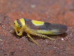 Colladonus clitellarius P1130182a by 
xpda. Used under a CC BY-SA 4.0 license.