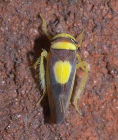 Colladonus clitellarius P1130183a by 
xpda. Used under a CC BY-SA 4.0 license.