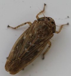 2017 09 06 Euscelidius variegatus1 by Slimguy. Used under a CC BY 4.0 license.