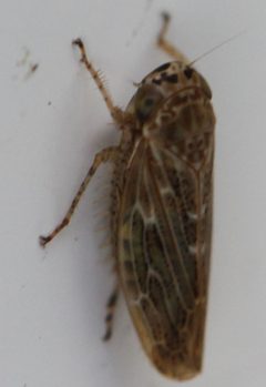 2017 09 06 Euscelidius variegatus2 by Slimguy. Used under a CC BY 4.0 license.