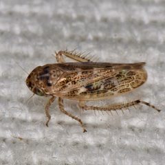 Euscelidius variegatus imported from iNaturalist photo 248152125 on 22 July 2024 by (c) Reiner Jakubowski, some rights reserved (CC BY-SA). Used under a CC BY-SA 4.0 license.