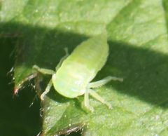2019 05 24 Graphocraerus ventralis nymph by Slimguy. Used under a CC BY 4.0 license.