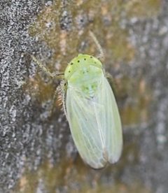 2021 06 09 Graphocraerus ventralis by Slimguy. Used under a CC BY 4.0 license.