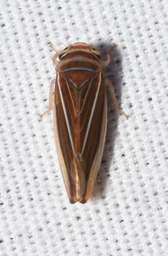 Idiodonus kennicotti - Leafhopper by Wildreturn. Used under a CC BY 2.0 license.