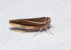 Idiodonus kennicotti - Leafhopper - 51593711878 by Wildreturn. Used under a CC BY 2.0 license.