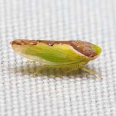 Sobara palliolata by Ken-ichi Ueda. Used under a CC BY 4.0 license.