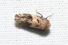 Menosoma cinctum - Leafhopper - 51577707138 by Wildreturn. Used under a CC BY 2.0 license.