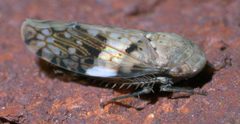 Menosoma cinctum P1290175a by 
xpda. Used under a CC BY-SA 4.0 license.