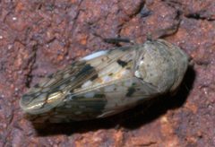 Menosoma cinctum P1290176a by 
xpda. Used under a CC BY-SA 4.0 license.