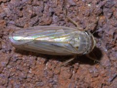 Exitianus exitiosus P1590176a by 
xpda. Used under a CC BY-SA 4.0 license.