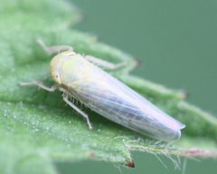 2018 06 12 Elymana sulphurella by Slimguy. Used under a CC BY 4.0 license.