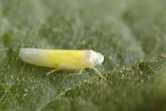 Elymana.sulphurella by James K. Lindsey. Used under a CC BY-SA 3.0 license.