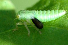 Elymana.sulphurella4.-.lindsey by James K. Lindsey. Used under a CC BY-SA 3.0 license.