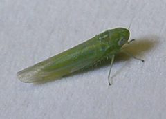Elymana sulphurella by Epp. Used under a GFDL license.