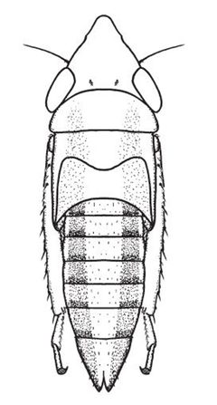 Nymph of Cochlorhinus pluto by Dmitry A. Dmitrev. Used under a CC BY 3.0 license.