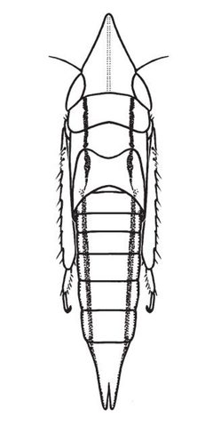 Nymph of Huleria quadripunctata by Dmitry A. Dmitrev. Used under a CC BY 3.0 license.