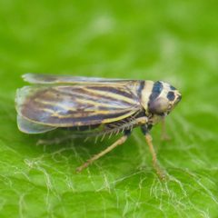 Amblysellus curtisii by Fyn Kynd. Used under a CC BY-SA 4.0 license.