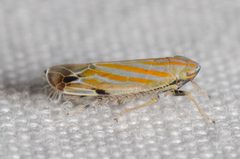 Deltanus texanus by Justin Williams. Used under a CC BY 4.0 license.