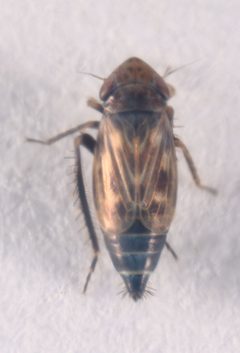 Wiesenflohzirpe Deltocephalus pulicaris 4361 by NobbiP. Used under a CC BY-SA 3.0 license.