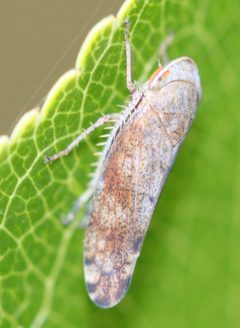 2016 10 05 Fieberiella florii by Slimguy. Used under a CC BY-SA 4.0 license.