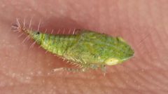 2018 04 21 Fieberiella florii Nymphe by Slimguy. Used under a CC BY 4.0 license.
