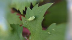 Fieberiella florii nymph on a Vitis vinifera leaf-2 by Eiku. Used under a CC BY-SA 4.0 license.