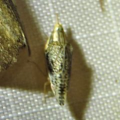Dicyphonia ornata by Annika Lindqvist. Used under a CC BY 4.0 license.
