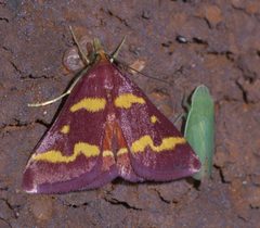 Memnonia flavida P1560057b by
xpda. Used under a CC BY-SA 4.0 license.