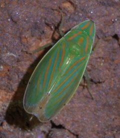 Spangbergiella viridis P1460491a by 
xpda. Used under a CC BY-SA 4.0 license.