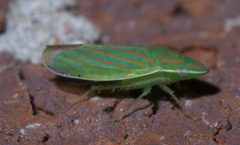 Spangbergiella viridis P1460553a by 
xpda. Used under a CC BY-SA 4.0 license.