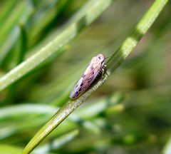 Balclutha punctata. Dark form. Cicadellidae - Flickr - gailhampshire by gailhampshire from Cradley, Malvern, U.K. Used under a CC BY 2.0 license.