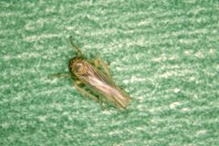 Aster leafhopper by Whitney Cranshaw. Used under a CC BY 3.0 license.