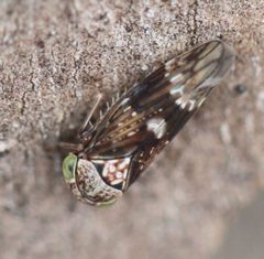 2019 10 22 Acericerus ribauti1 by Slimguy. Used under a CC BY 4.0 license.