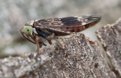 2019 10 22 Acericerus ribauti2 by Slimguy. Used under a CC BY 4.0 license.