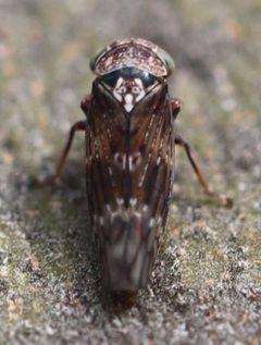 2019 10 24 Acericerus ribauti1 by Slimguy. Used under a CC BY 4.0 license.