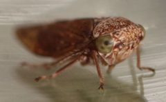 2019 10 25 Acericerus ribauti1 by Slimguy. Used under a CC BY 4.0 license.