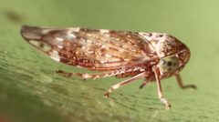 2019 10 25 Acericerus ribauti2 by Slimguy. Used under a CC BY 4.0 license.