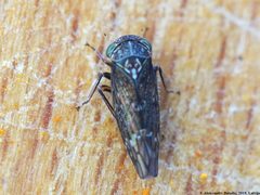 Acericerus heydenii 02 by AfroBrazilian. Used under a CC BY-SA 4.0 license.