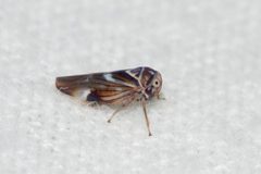 Balcanocerus fitchi by Owen Strickland. Used under a CC BY 4.0 license.