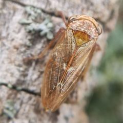 Rhytidodus decimusquartus 168646575 by Marcel Hospers. Used under a CC BY-SA 4.0 license.