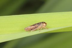 Rhytidodus decimusquartus 55463705 by Jacob Littlejohn. Used under a CC BY-SA 4.0 license.