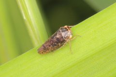 Rhytidodus decimusquartus 55463708 by Jacob Littlejohn. Used under a CC BY-SA 4.0 license.