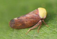 2021 10 14 Pediopsis tiliae 1a by Slimguy. Used under a CC BY 4.0 license.