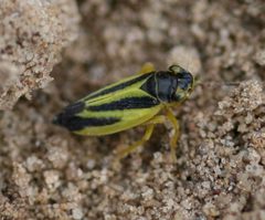 Evacanthus interruptus - male - Flickr - S. Rae by S. Rae from Scotland, UK. Used under a CC BY 2.0 license.