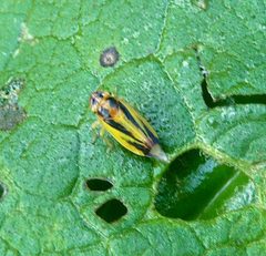 Leafhopper. Cicadellidae. Evacanthus interruptus - Flickr - gailhampshire by gailhampshire from Cradley, Malvern, U.K. Used under a CC BY 2.0 license.