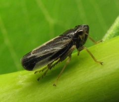 Evacanthus nigramericanus male by Beatriz Moisset. Used under a CC BY-SA 4.0 license.