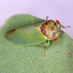 Iassus lanio 115632559 by Barry Walter. Used under a CC BY 4.0 license.