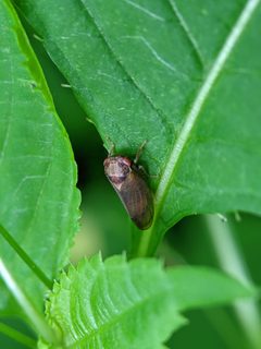 Iassus lanio 139944266 by bemma. Used under a CC BY 4.0 license.