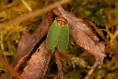 Iassus lanio 97807849 by Iain Robson. Used under a CC BY 4.0 license.